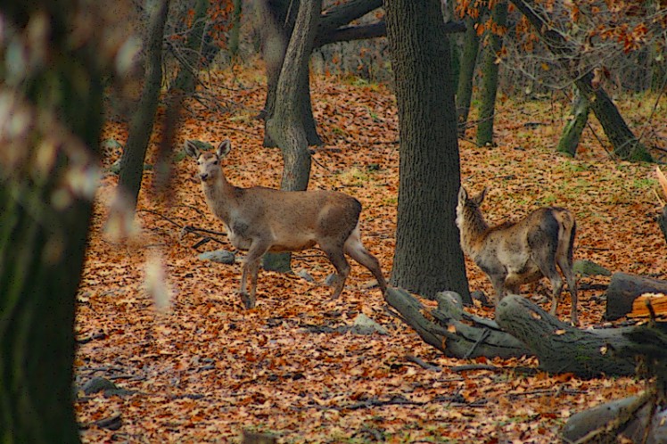Female-Hangul-and-fawn-credit-Khursheed-Ahmad