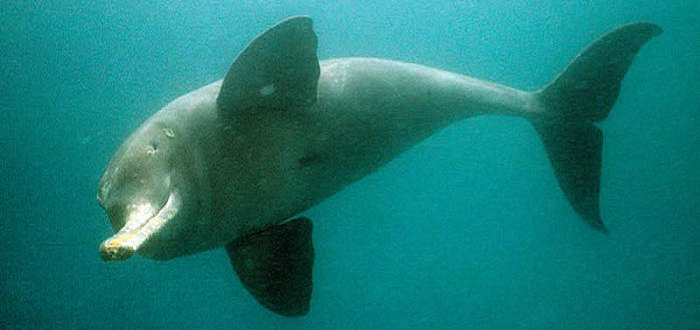 river-dolphin